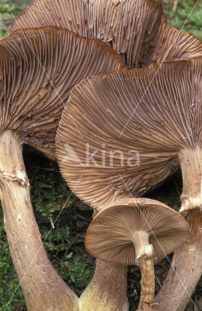 Sombere honingzwam (Armillaria ostoyae)