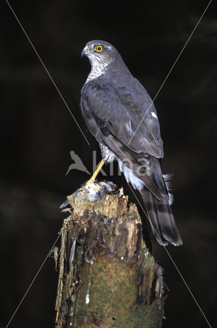 Sparrow Hawk (Accipiter nisus)