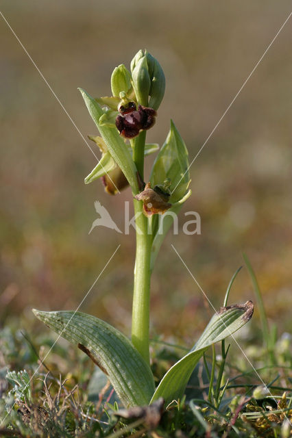 Early Spider Orchid (Ophrys sphegodes)