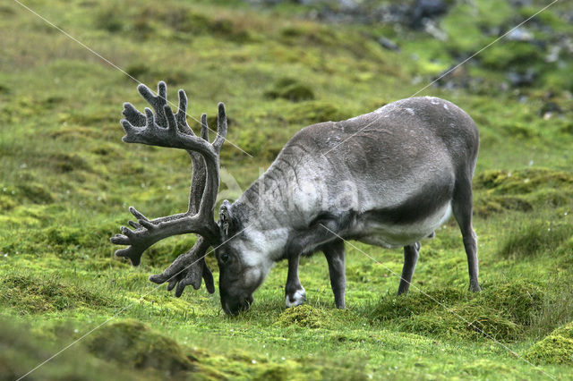 Spitsbergen Rendier (Rangifer tarandus platyrhynchus)