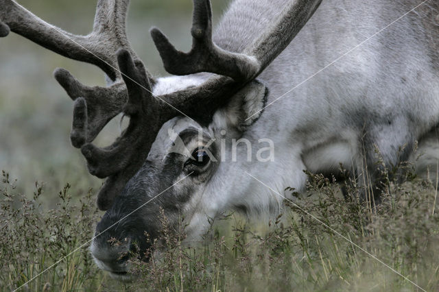 Spitsbergen Rendier (Rangifer tarandus platyrhynchus)