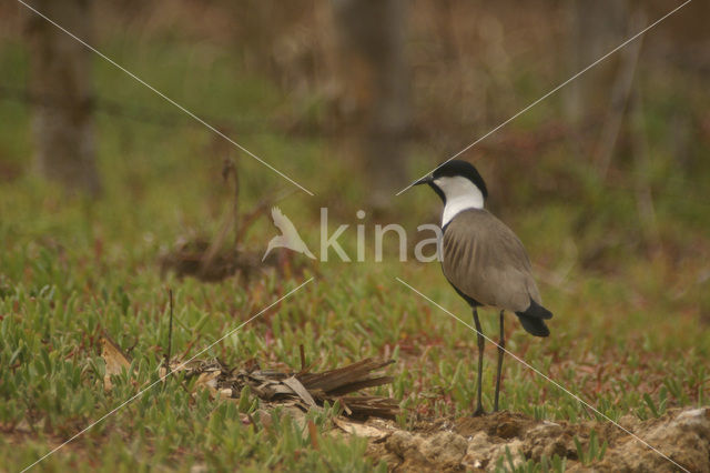 Sporenkievit (Vanellus spinosus)