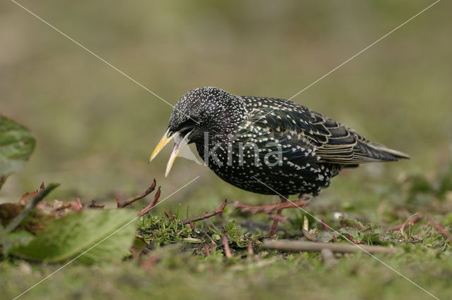 European Starling (Sturnus vulgaris)