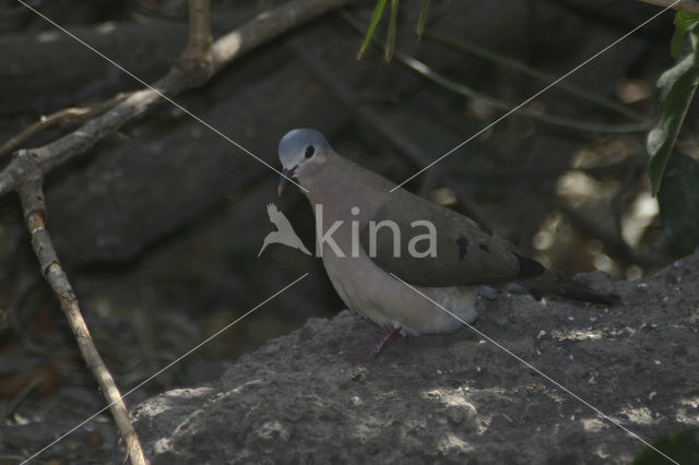 Blue-spotted Wood-Dove (Turtur afer)