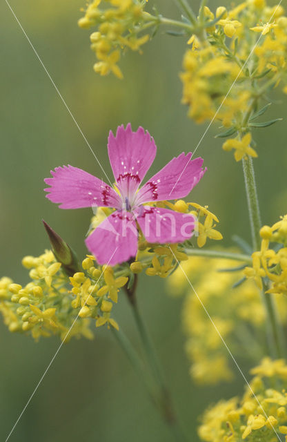 Maiden Pink (Dianthus deltoides)