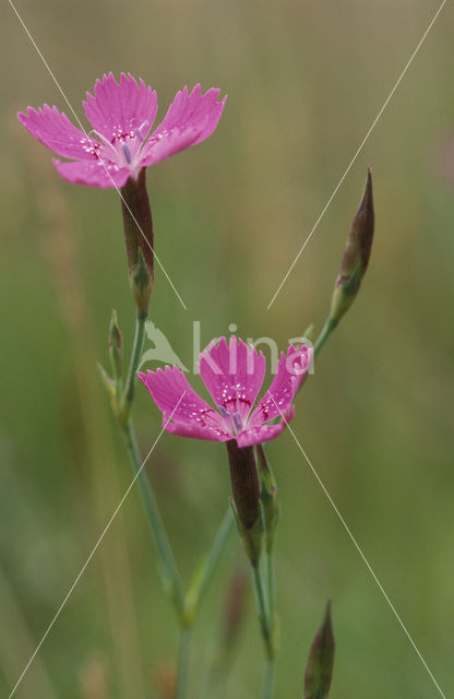 Maiden Pink (Dianthus deltoides)