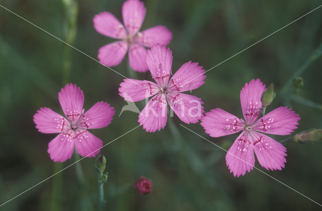 Maiden Pink (Dianthus deltoides)