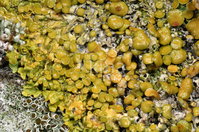 Common orange lichen (Xanthoria parietina)