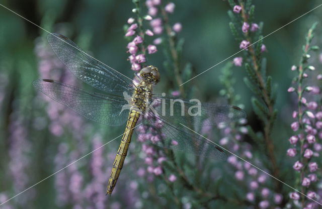 Vagrant Darter (Sympetrum vulgatum)