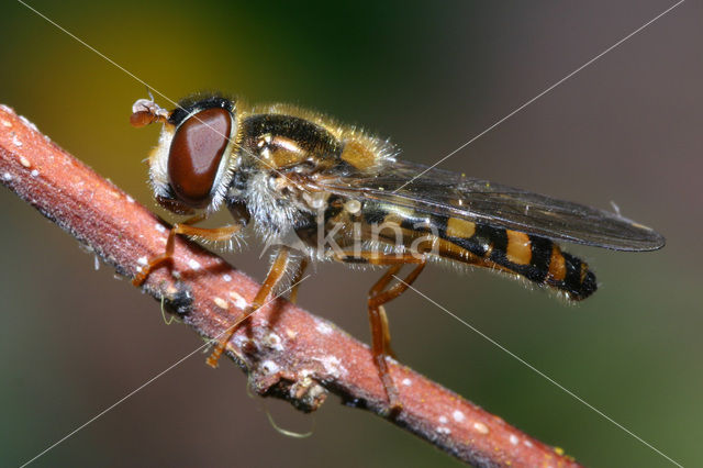 Meligramma euchroma