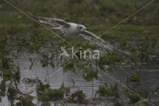 Mew Gull (Larus canus)