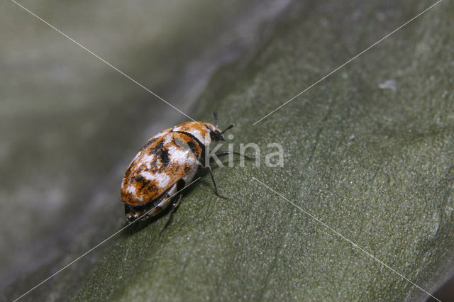 Tapijtkever (Anthrenus verbasci)