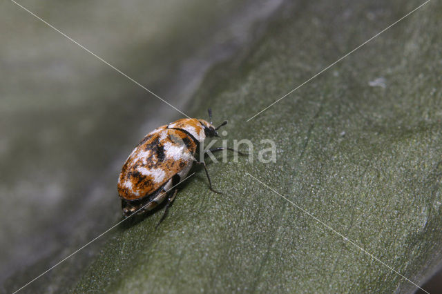 varied carpet beetle (Anthrenus verbasci)