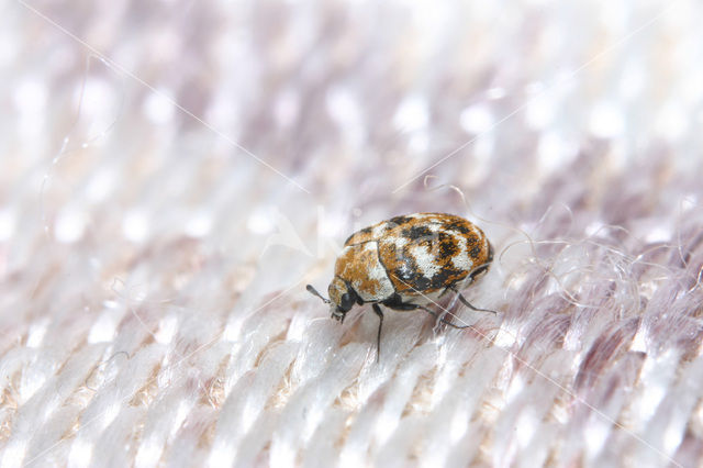 varied carpet beetle (Anthrenus verbasci)