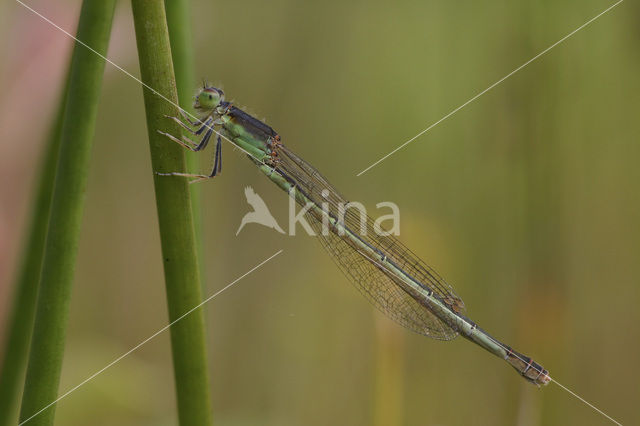 Scarce Blue-tailed Damselfly (Ischnura pumilio)