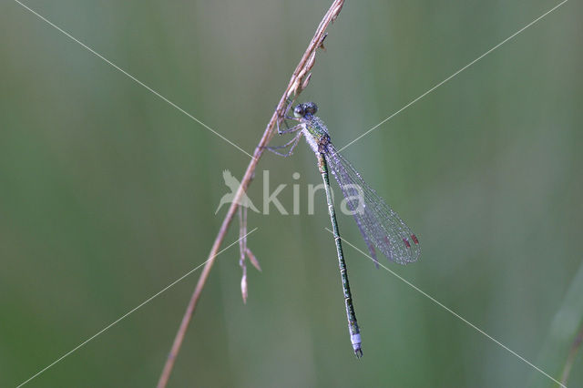 Tengere pantserjuffer (Lestes virens)