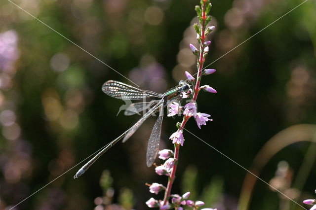 Tengere pantserjuffer (Lestes virens)