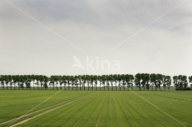 Tiengemeten