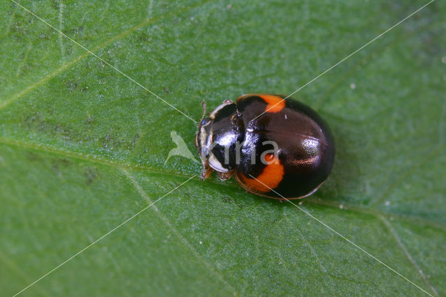 Tienstippelig lieveheersbeestje (Adalia decempunctata)