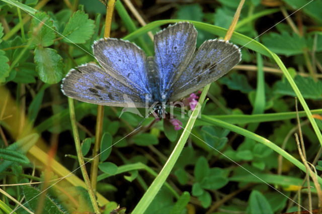 Large Blue (Maculinea arion)