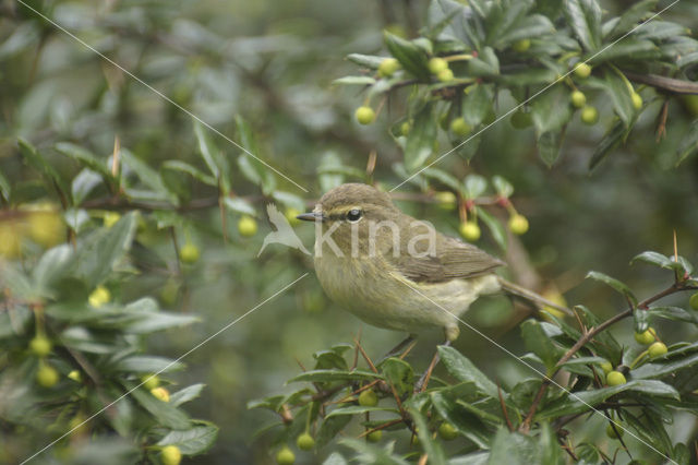 Tjiftjaf (Phylloscopus collybita)