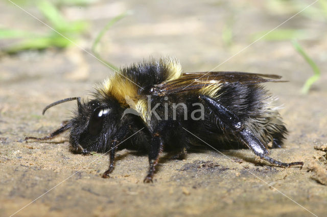 Tuinhommel (Bombus hortorum)