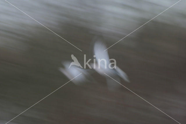 Collared Turtle Dove (Streptopelia decaocto)