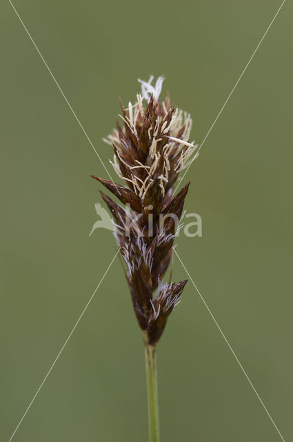 Tweerijige zegge (Carex disticha)