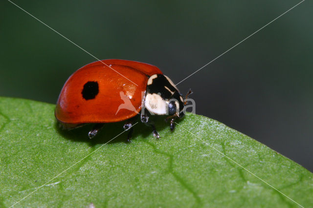 Tweestippelig lieveheersbeestje (Adalia bipunctata)