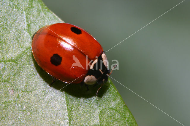 Tweestippelig lieveheersbeestje (Adalia bipunctata)