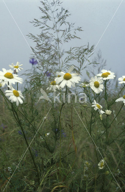 Corn Chamomile (Anthemis arvensis)