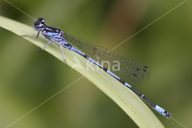 Variable Damselfly (Coenagrion pulchellum)