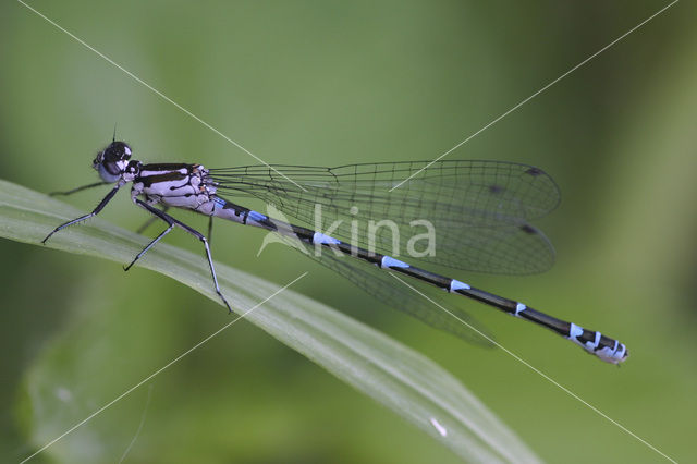 Variabele waterjuffer (Coenagrion pulchellum)