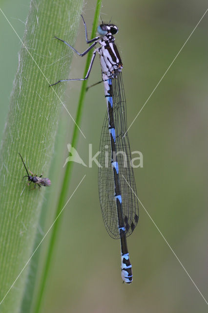 Variabele waterjuffer (Coenagrion pulchellum)