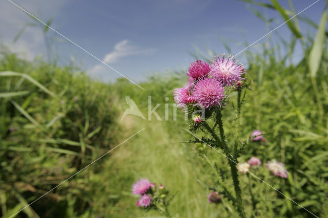 spiny plumeless thistle (Carduus acanthoides L.)