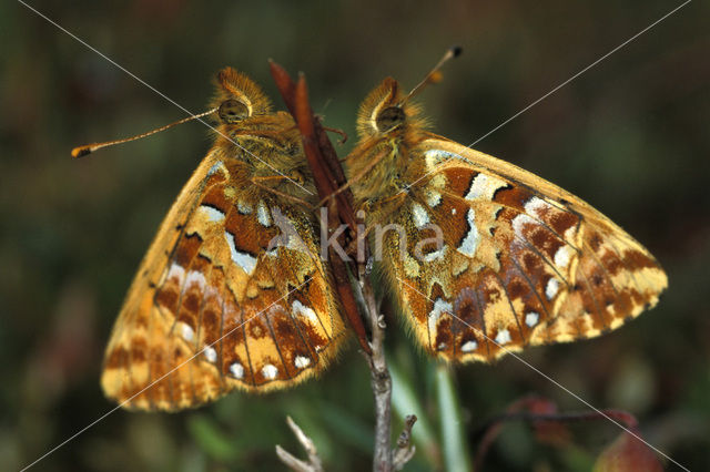 Veenbesparelmoervlinder (Boloria aquilonaris)