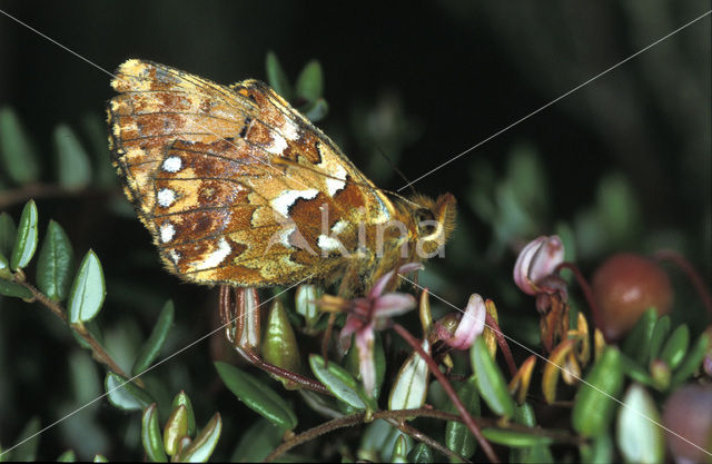 Veenbesparelmoervlinder (Boloria aquilonaris)