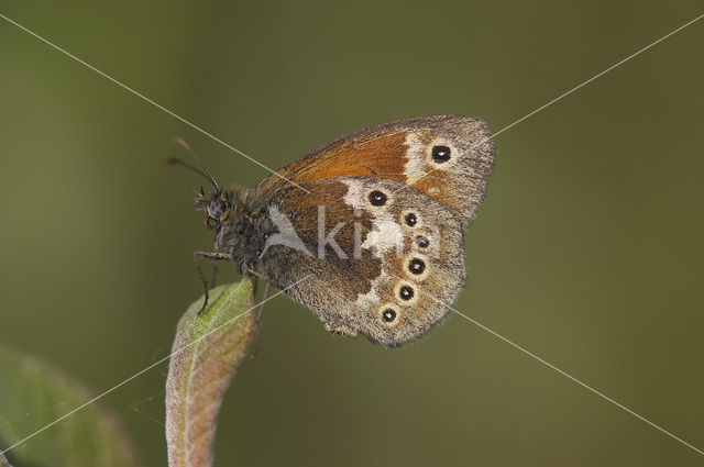 Veenhooibeestje (Coenonympha tullia)