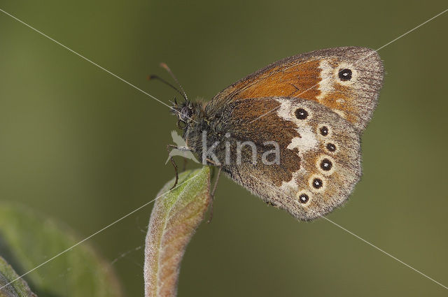 Veenhooibeestje (Coenonympha tullia)