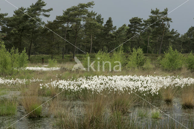 Common Cottongrass (Eriophorum angustifolium)