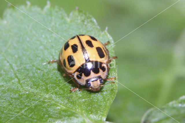 14 spot Ladybird