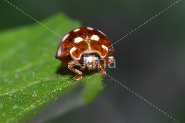 14 spot Ladybird