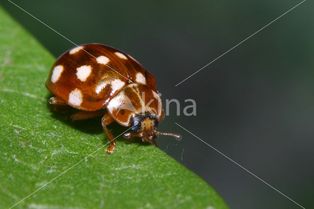 14 spot Ladybird