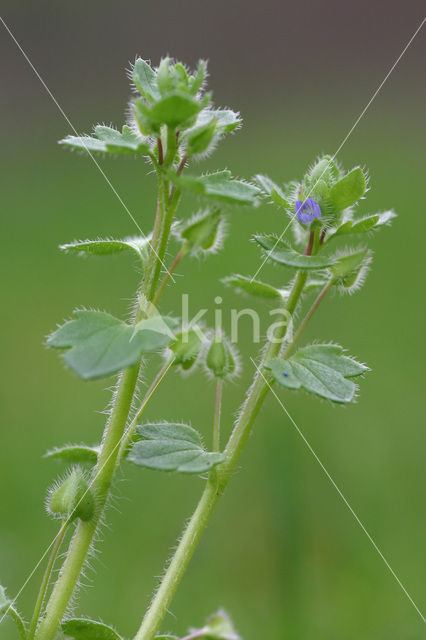 Veldereprijs (Veronica arvensis)