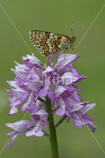 Veldparelmoervlinder (Melitaea cinxia)