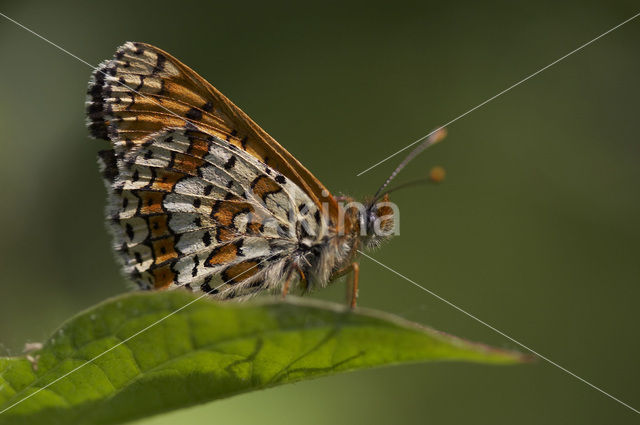 Veldparelmoervlinder (Melitaea cinxia)