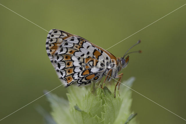 Veldparelmoervlinder (Melitaea cinxia)