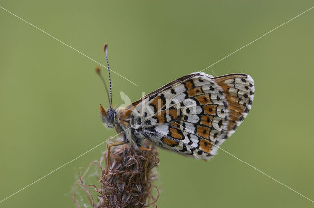 Glanville Fritellary (Melitaea cinxia)