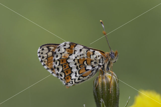 Veldparelmoervlinder (Melitaea cinxia)