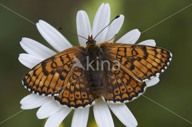 Veldparelmoervlinder (Melitaea cinxia)